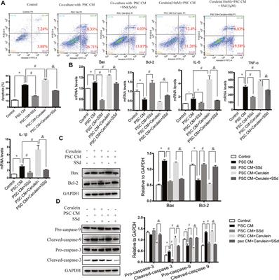 Saikosaponin D Attenuates Pancreatic Injury Through Suppressing the Apoptosis of Acinar Cell via Modulation of the MAPK Signaling Pathway